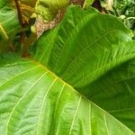 Mitragyna stipulosa Blatt