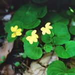 Viola bifloraLeaf