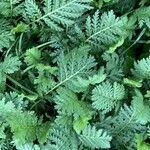 Tanacetum macrophyllum Ліст