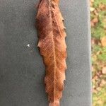 Quercus libani Leaf