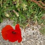 Papaver rhoeasKvet