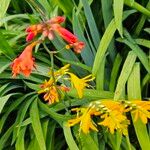 Crocosmia x crocosmiiflora Flor