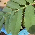 Melianthus majorLeht