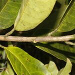 Pera arborea Hostoa