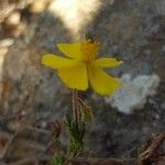 Fumana viridis Flower