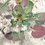 Rumex cordatus Hoja