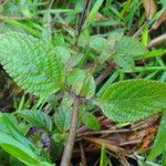 Hyptis atrorubens Leaf