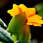 Thunbergia alata Blomma