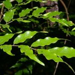 Machaerium seemannii Leaf