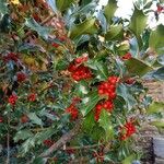 Ilex aquifoliumFruit