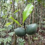 Rauvolfia balansae Fruit