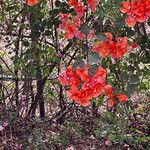 Bougainvillea buttiana Alkat (teljes növény)