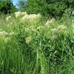 Lepidium draba Natur