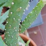 Opuntia triacanthos Folha