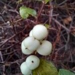 Symphoricarpos albus Plod