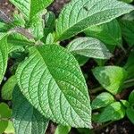 Heliotropium arborescens Folha