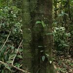 Funtumia africana Ŝelo
