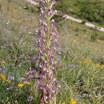 Himantoglossum adriaticum Flower