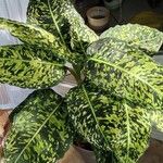 Dieffenbachia grayumianaLeaf