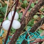 Symphoricarpos albus Kéreg