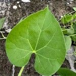 Tinospora cordifolia 葉