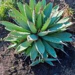 Agave parryiഇല