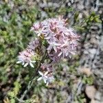 Calytrix tetragona Lorea