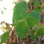 Clinopodium grandiflorum Blatt