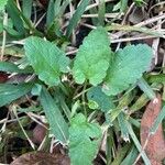 Stachys floridana Blad