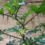 Solanum capsicoides