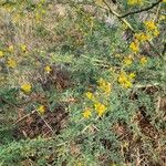 Parkinsonia praecox Лист