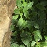 Calceolaria uniflora Fuelha