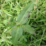 Spigelia anthelmia Blad