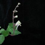 Scutellaria grossa Vivejo