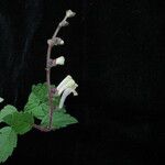 Scutellaria grossa