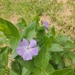 Vinca majorÇiçek