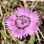 Dianthus seguieriFlower