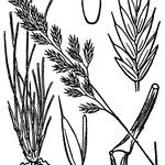 Festuca valesiaca Outro
