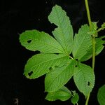 Rodgersia nepalensis Vekstform