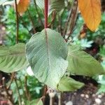 Fuchsia triphylla Blad