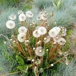 Taraxacum erythrospermumFloare