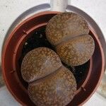 Lithops aucampiae Hostoa