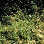 Carex laxiflora