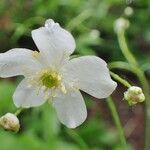 Ranunculus platanifolius Blomst