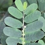 Phyllanthus niruri 葉