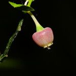 Vaccinium myrtillus Flower