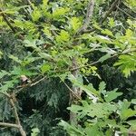 Quercus gambelii 形態