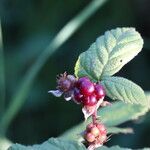 Rubus camptostachys Fruto