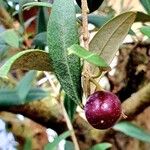 Olea europaea Fruit