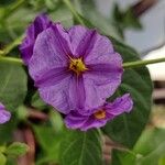 Solanum laciniatumBlad